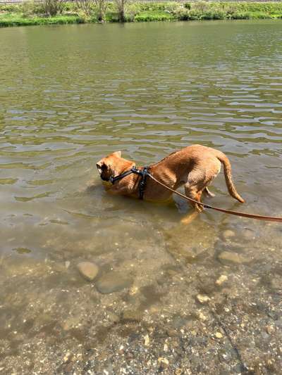 Rhodesian Ridgeback-Beitrag-Bild