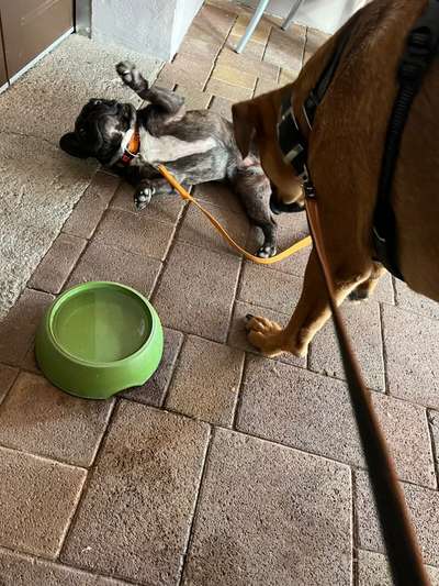 Rhodesian Ridgeback-Beitrag-Bild