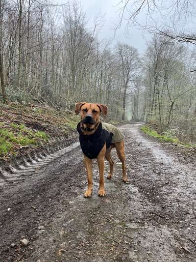 Rhodesian Ridgeback-Beitrag-Bild