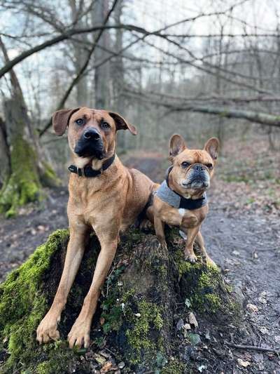 Rhodesian Ridgeback-Beitrag-Bild