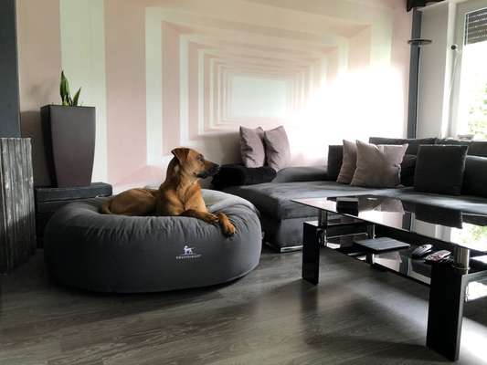 Rhodesian Ridgeback-Beitrag-Bild