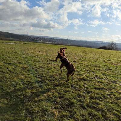 Hundetreffen-Leinenspaziergang Weitmarer Holz-Bild