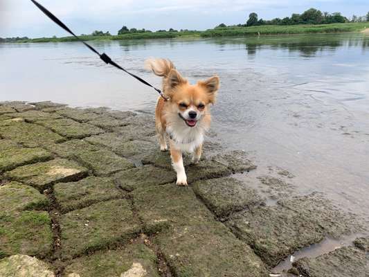 Hundetreffen-Hundetreff im Garten-Bild