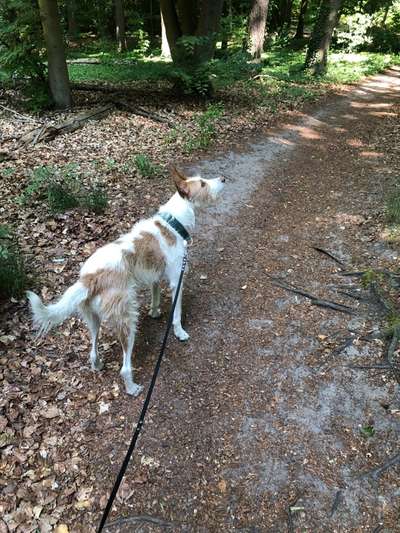 Windhunde - Treffen der besonderen Schönheiten
HERZLICH WILLKOMMEN-Beitrag-Bild