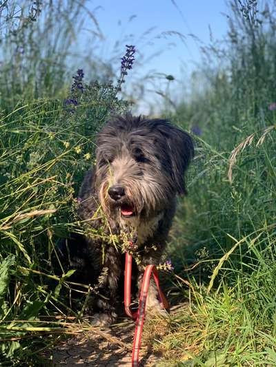 Suche Wurfgeschwister von Seppi-Beitrag-Bild