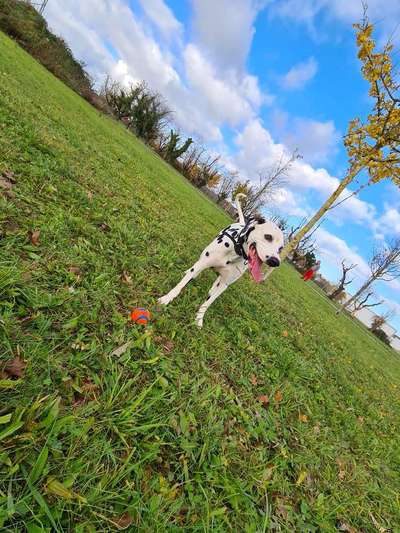 Hundetreffen-Spielen, toben uvm.-Bild