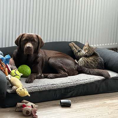 Hundetreffen-Gassirunde-Bild