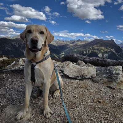 Hundetreffen-Gassirunde/ Spieltreff-Bild