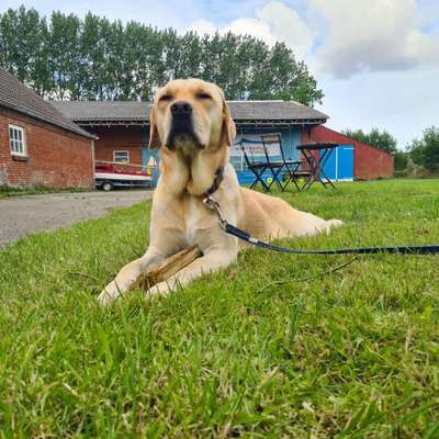 Hundetreffen-Gassirunde/ Spieltreff-Bild