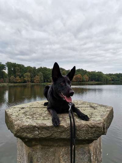 Mischlingshunde Foto Aufruf-Beitrag-Bild