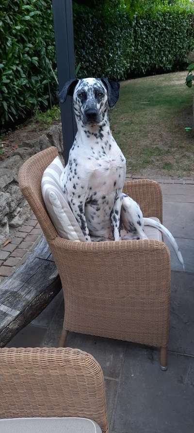 Mischlinge raten - Rätselspaß-Beitrag-Bild