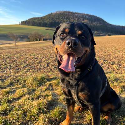 Hundetreffen-Gemeinsamer Spaziergang-Bild