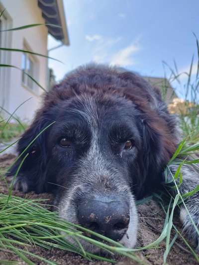 Hundetreffen-Senioren Gassi runden-Bild