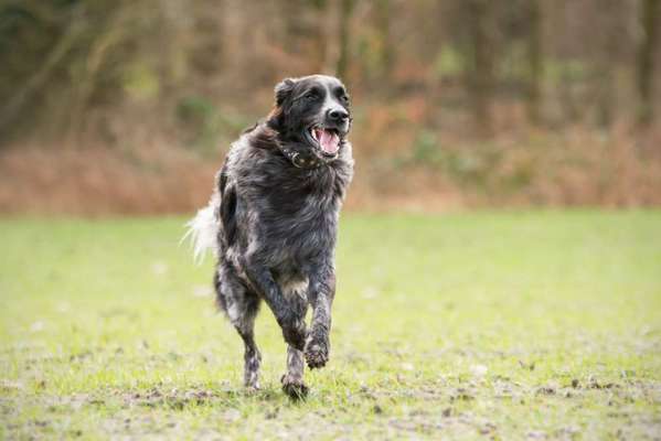 Hundetreffen-Herdenschutzhunde aus dem Umfeld-Bild