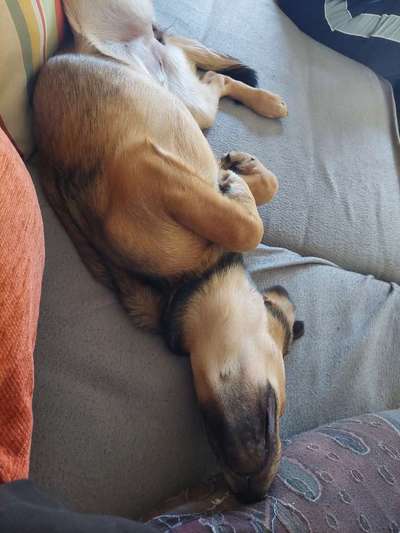 TierschutzhundeStammtisch🐕-Beitrag-Bild