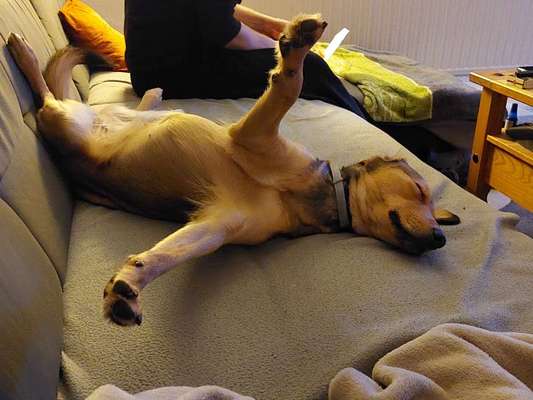 TierschutzhundeStammtisch🐕-Beitrag-Bild