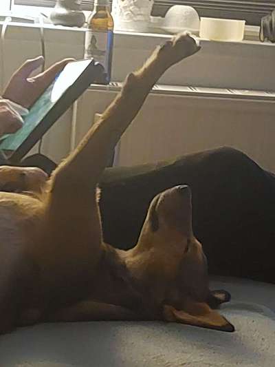 TierschutzhundeStammtisch🐕-Beitrag-Bild