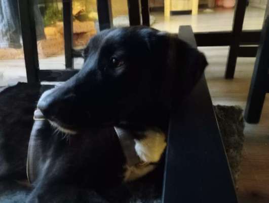 TierschutzhundeStammtisch🐕-Beitrag-Bild