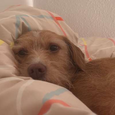 Hundetreffen-Doggie Friends for Mochi-Bild