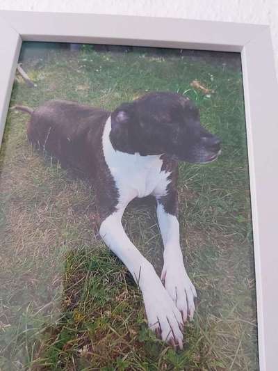 Unsere Fellnasen im Regenbogenland-Beitrag-Bild