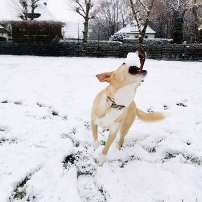 Hundetreffen-Gassi/Spielrunde-Bild