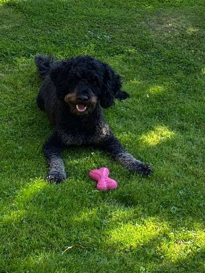 TierschutzhundeStammtisch🐕-Beitrag-Bild