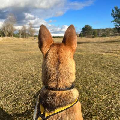 Hundetreffen-Gemeinsamer Spaziergang auf der Fröttmaninger Heide-Bild