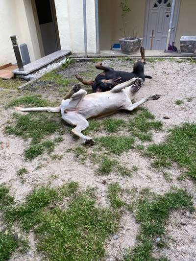 Bester Freund, Hundekumpel - zeigt her!-Beitrag-Bild