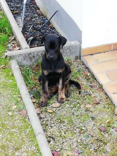 Welpen Bilder !-Beitrag-Bild