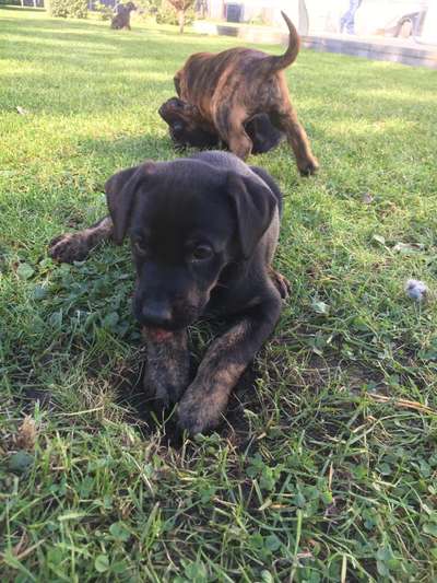 Welpen Bilder !-Beitrag-Bild