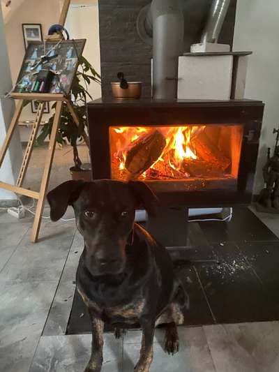 Welpen Bilder !-Beitrag-Bild