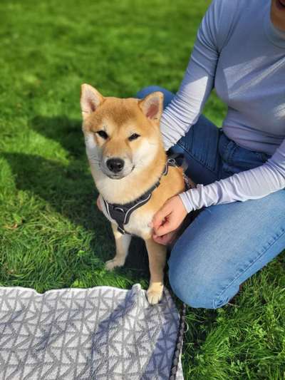 Shiba - Eltern-Beitrag-Bild