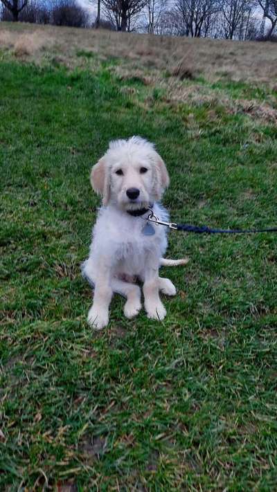 Labradoodle gesucht-Beitrag-Bild