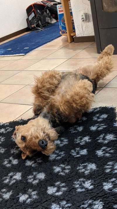 Airedale Terrier-Beitrag-Bild