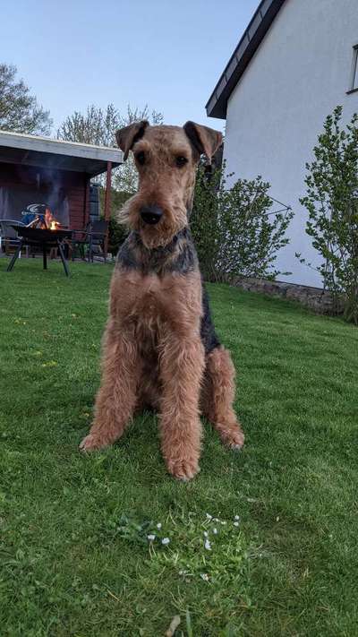 Airedale Terrier-Beitrag-Bild