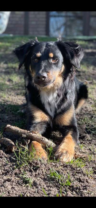 Tierschutzhund ist meine Lieblingsrasse-Beitrag-Bild