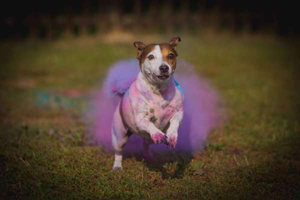 Die Dogorama Kalender Challenge Titelbild-Beitrag-Bild