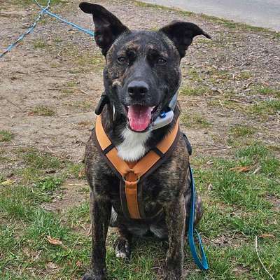 Bardino-Beitrag-Bild