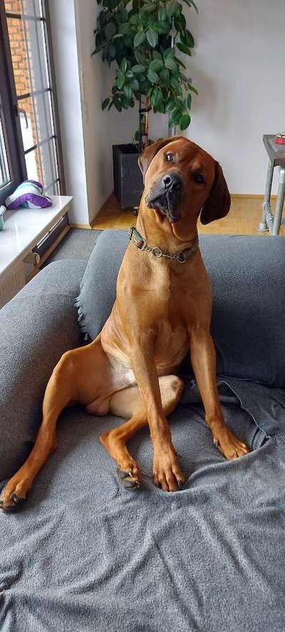 Rhodesian Ridgeback-Beitrag-Bild