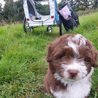 Hundetreffen-Welpentreffen im Bielefelder Westen/ Gellershagen-Bild