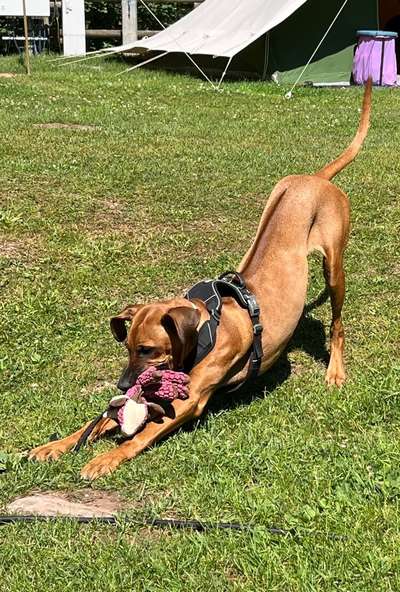 Rhodesian Ridgeback-Beitrag-Bild