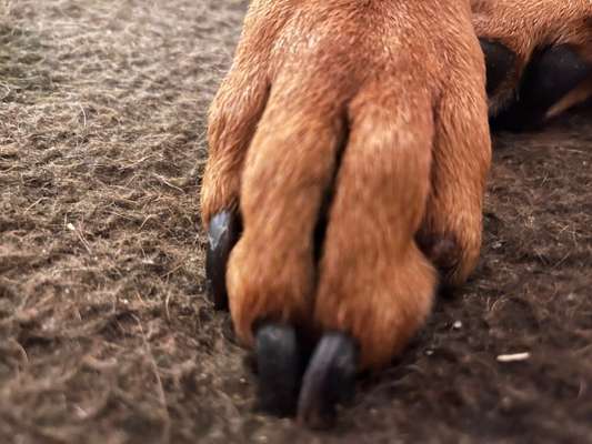 Rhodesian Ridgeback-Beitrag-Bild