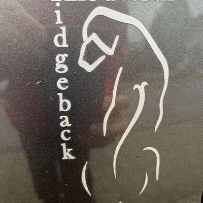 Rhodesian Ridgeback-Beitrag-Bild