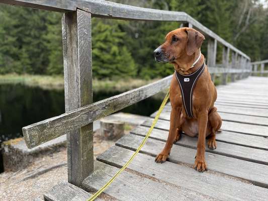Rhodesian Ridgeback-Beitrag-Bild