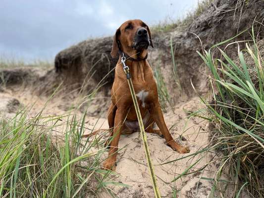 Rhodesian Ridgeback-Beitrag-Bild