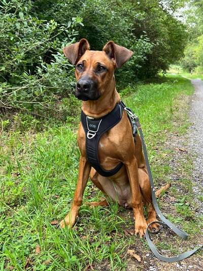 Rhodesian Ridgeback-Beitrag-Bild