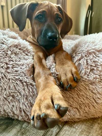 Rhodesian Ridgeback-Beitrag-Bild