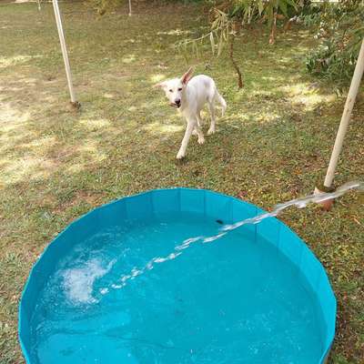 Hundetreffen-Regelmäßige Spaziergänge mit Hund-Bild