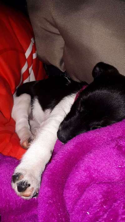 Welpen Bilder !-Beitrag-Bild