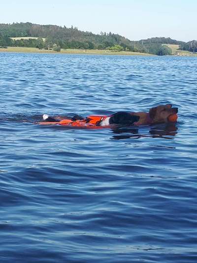 Dogorama-Monats-Challenge-Mai "Wasser"-Beitrag-Bild